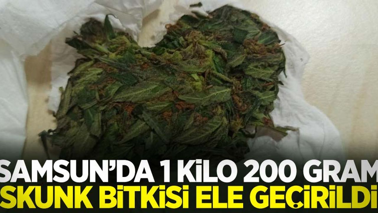 Samsun'da 1 kilo 200 gram skunk bitkisi ele geçirildi