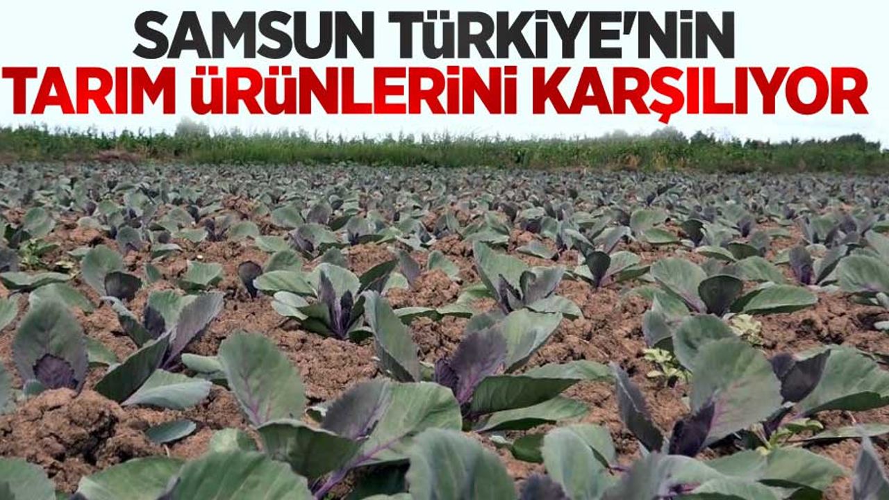 Samsun Türkiye'nin tarım ürünlerini karşılıyor