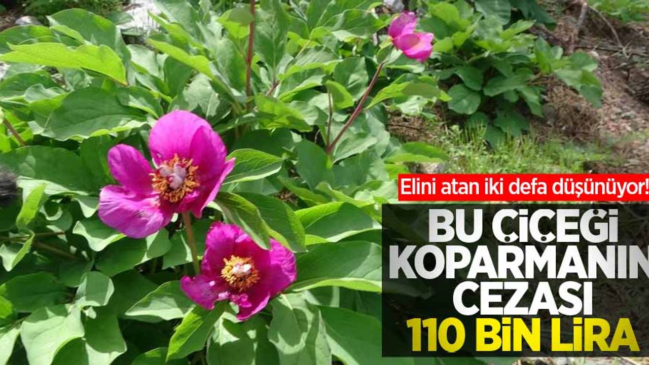 Elini atan iki defa düşünüyor! Bu çiçeği koparmanın cezası 110 bin lira