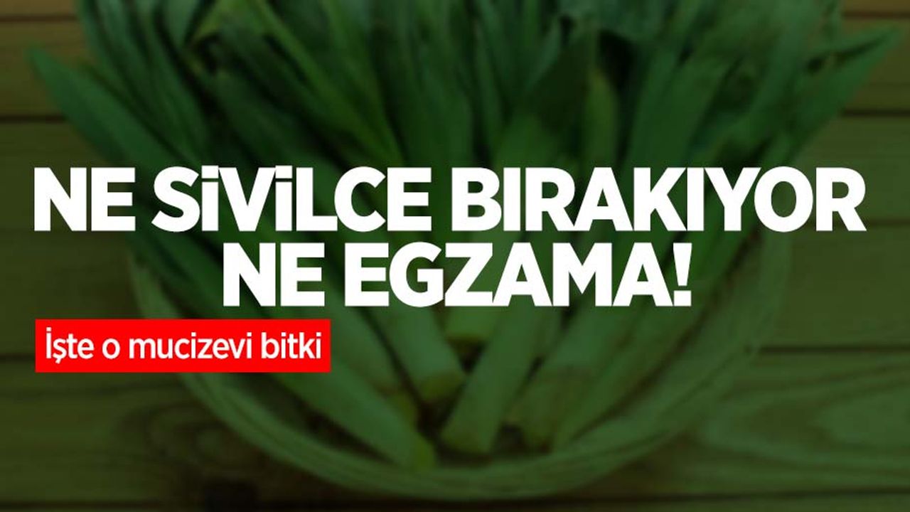 Ne sivilce bırakıyor ne egzama! İşte o mucizevi bitki