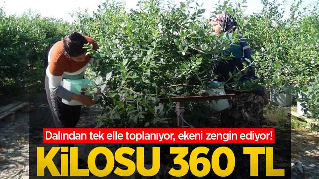 Dalından tek elle toplanıyor, ekeni zengin ediyor! Kilosu 360 TL