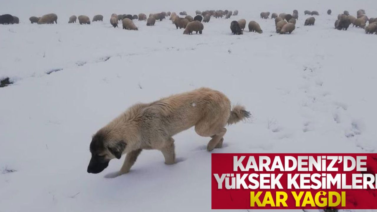 Karadeniz'de yüksek kesimlere kar yağdı