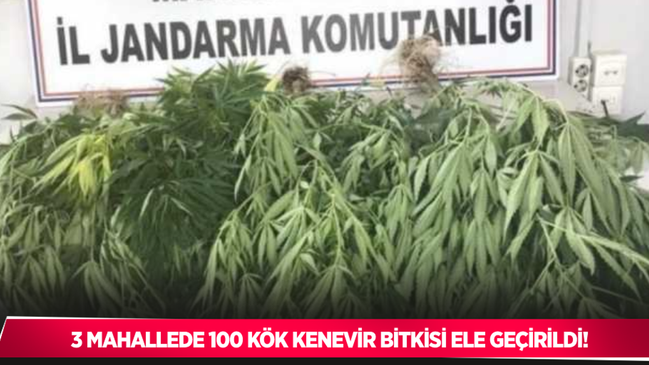 3 Mahallede 100 kök kenevir bitkisi ele geçirildi