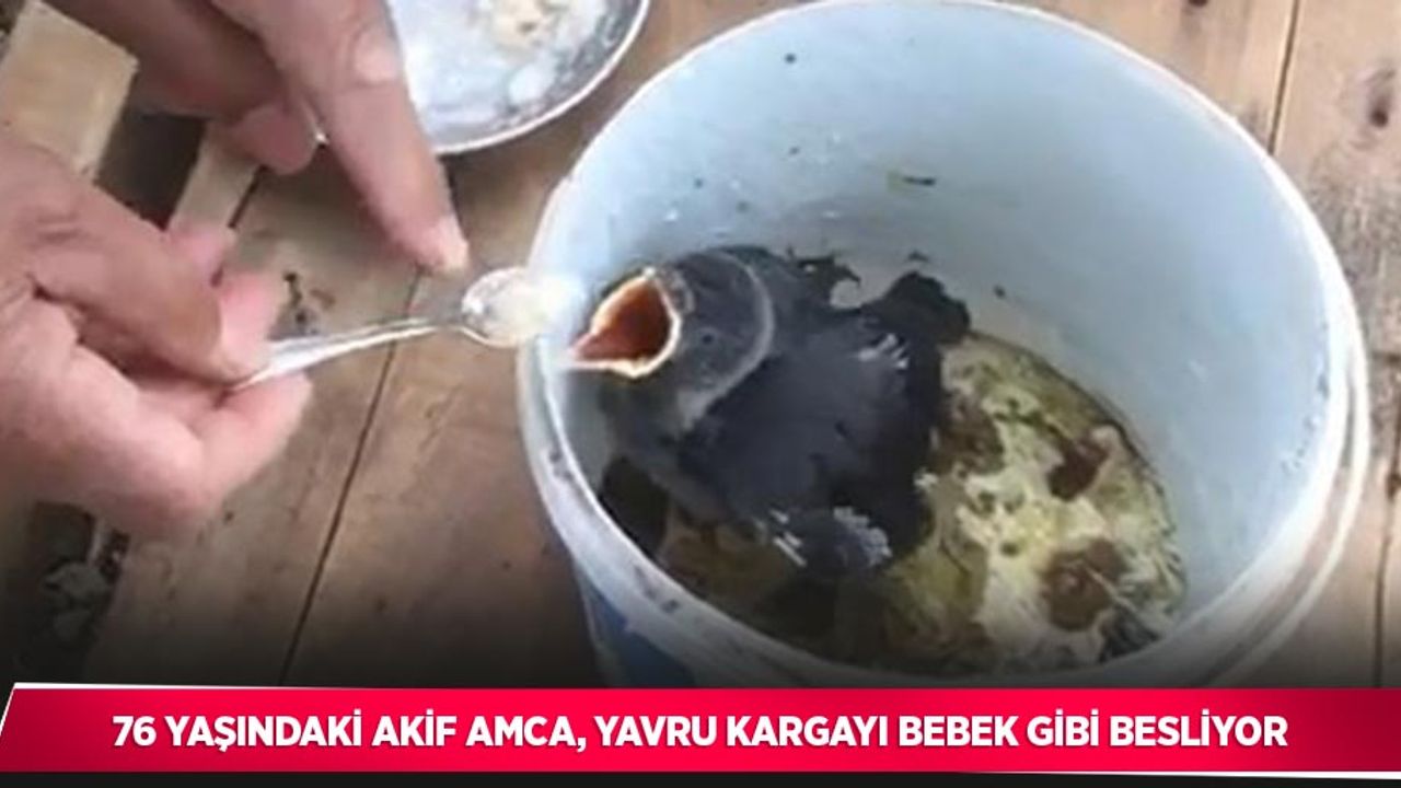 76 yaşındaki Akif Amca, yavru kargayı bebek gibi besliyor