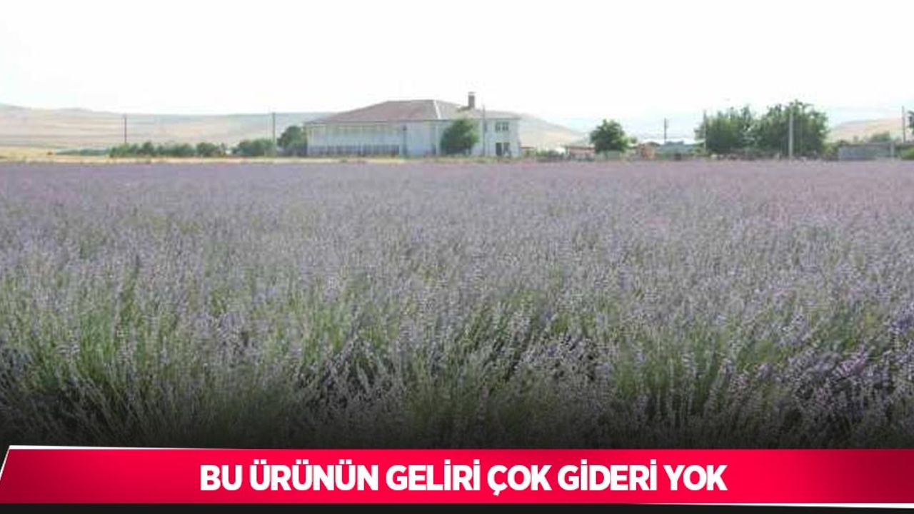 Bu ürünün geliri çok gideri yok