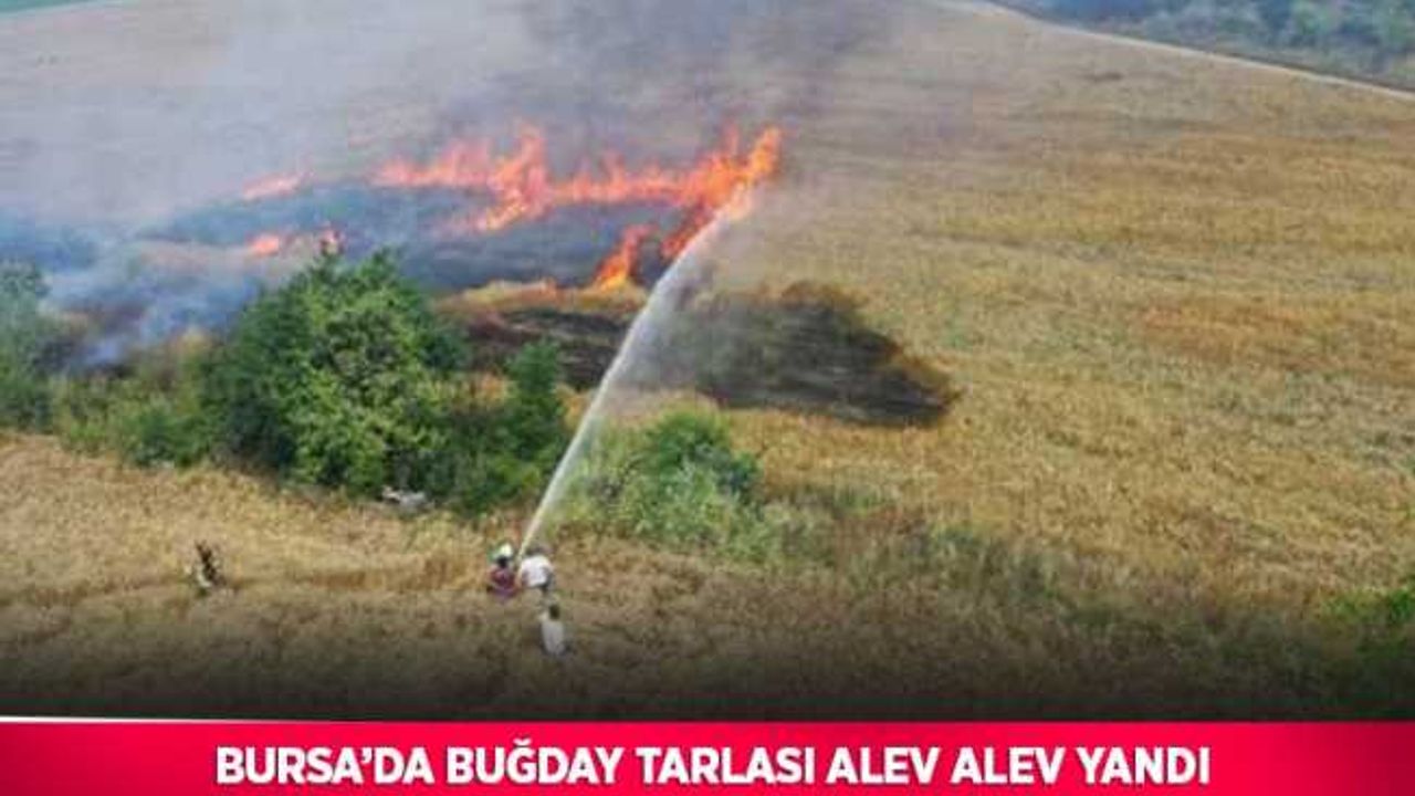 Bursa’da buğday tarlası alev alev yandı