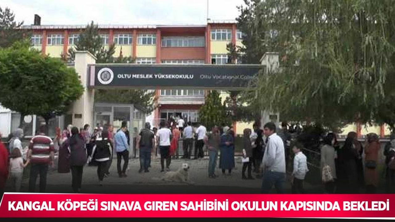 Kangal köpeği sınava giren sahibini okulun kapısında bekledi