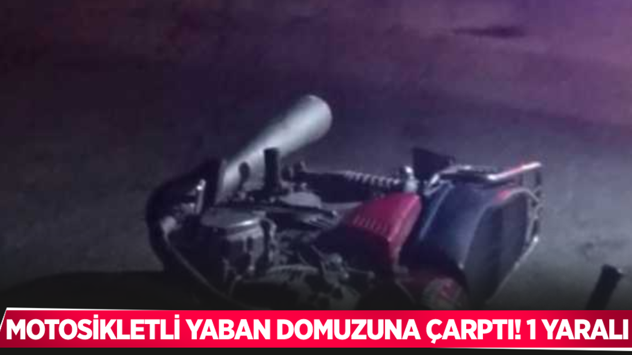 Motosikletli yaban domuzuna çarptı: 1 yaralı