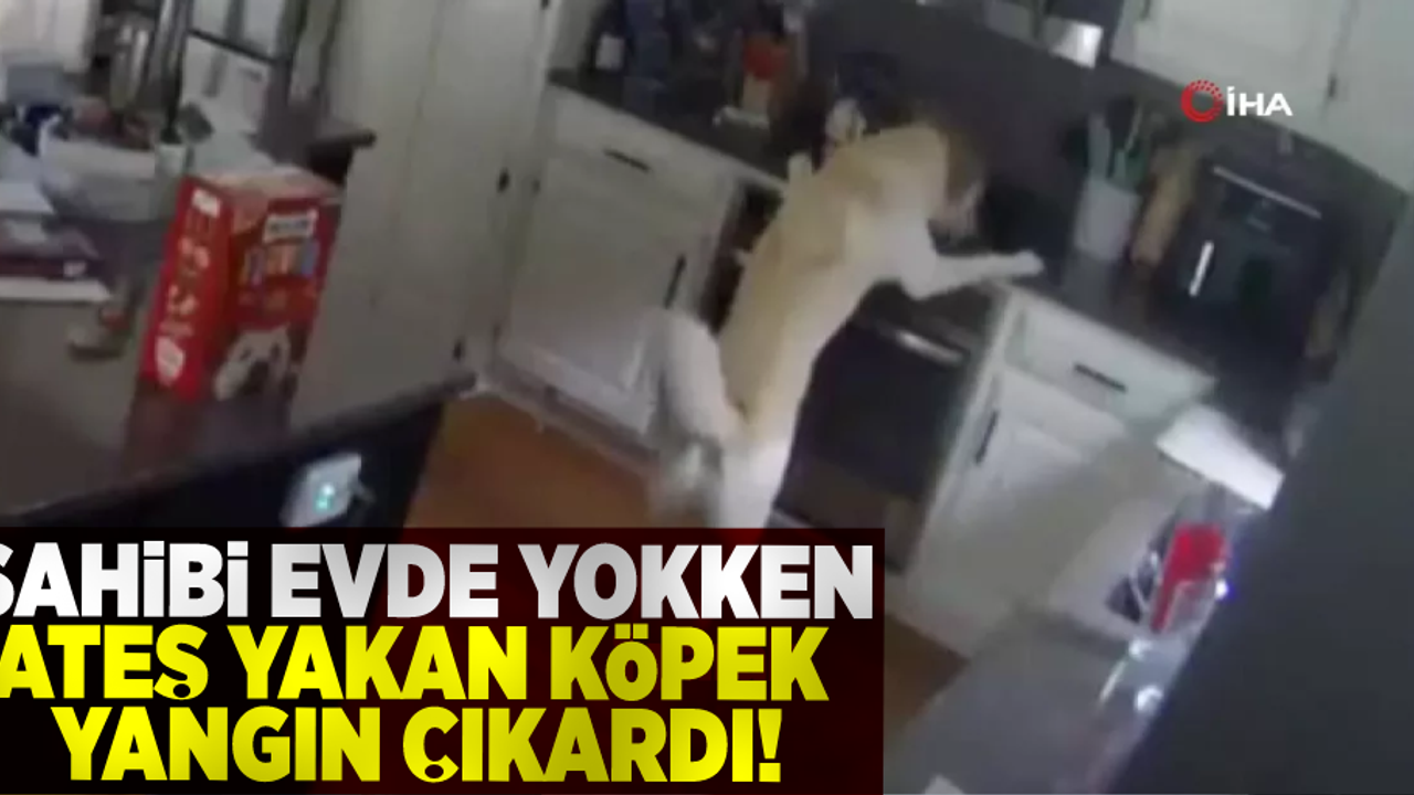 Sahibi Evde Yokken Ateş Yakan Köpek Yangın Çıkardı!