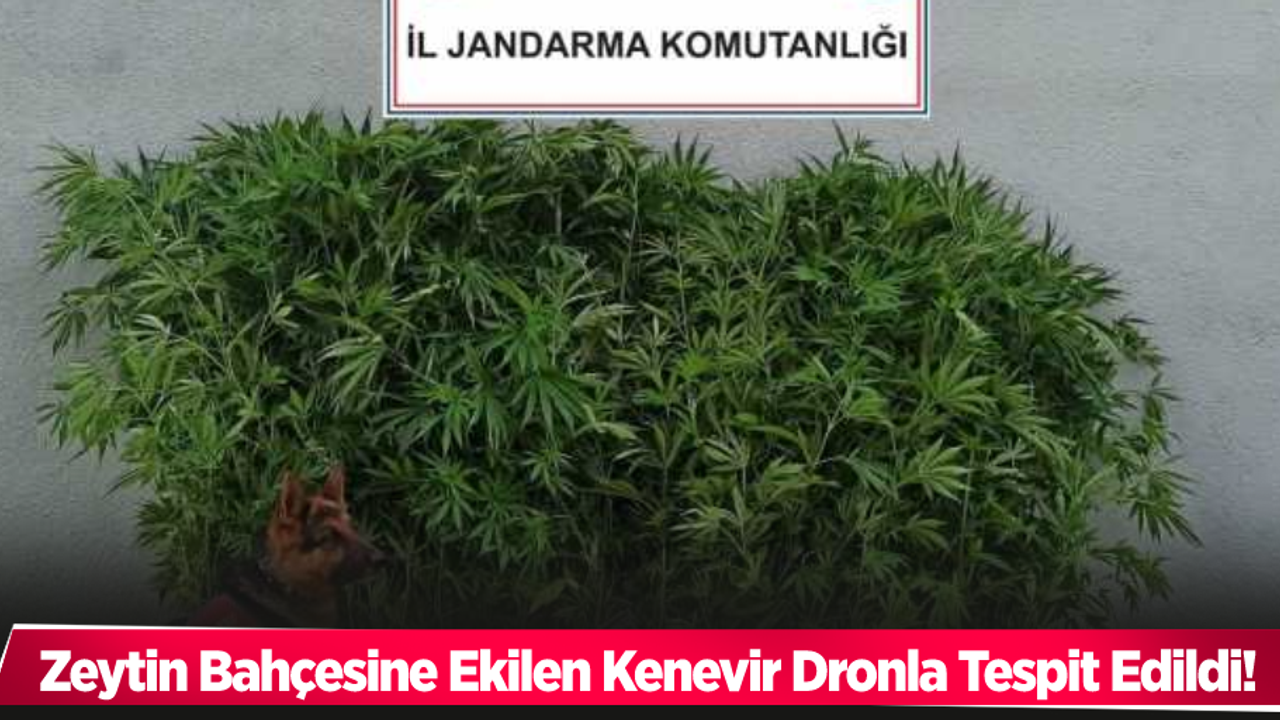 Zeytin bahçesine ekilen kenevirler dronla tespit edildi! Şüpheliyi jandarma ekipleri yakaladı