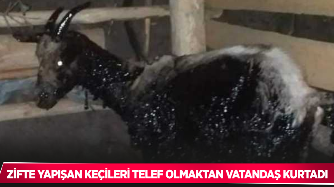 Zifte yapışan keçileri telef olmaktan vatandaşlar kurtardı