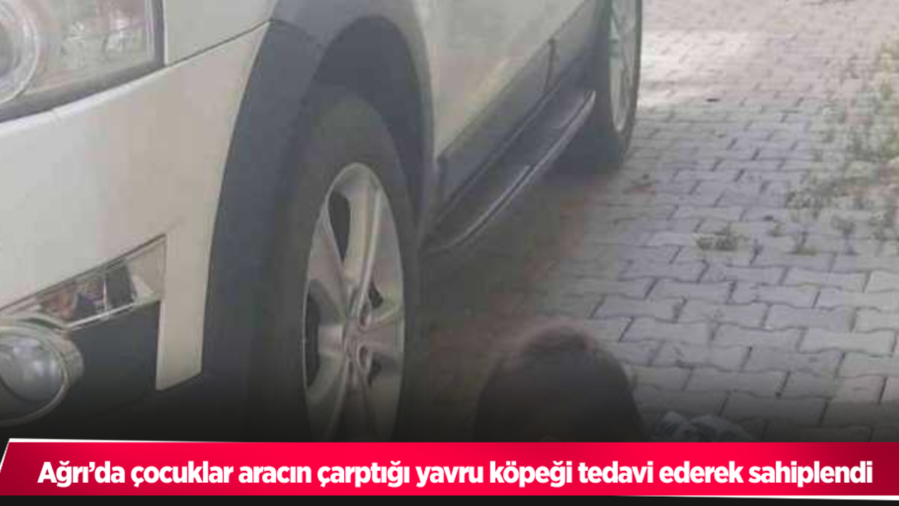 Ağrı’da çocuklar aracın çarptığı yavru köpeği tedavi ederek sahiplendi