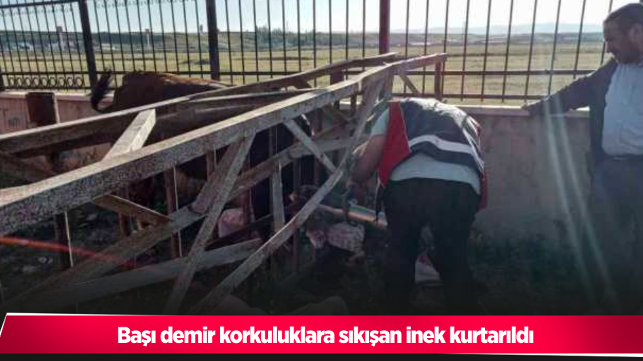 Başı demir korkuluklara sıkışan inek kurtarıldı!