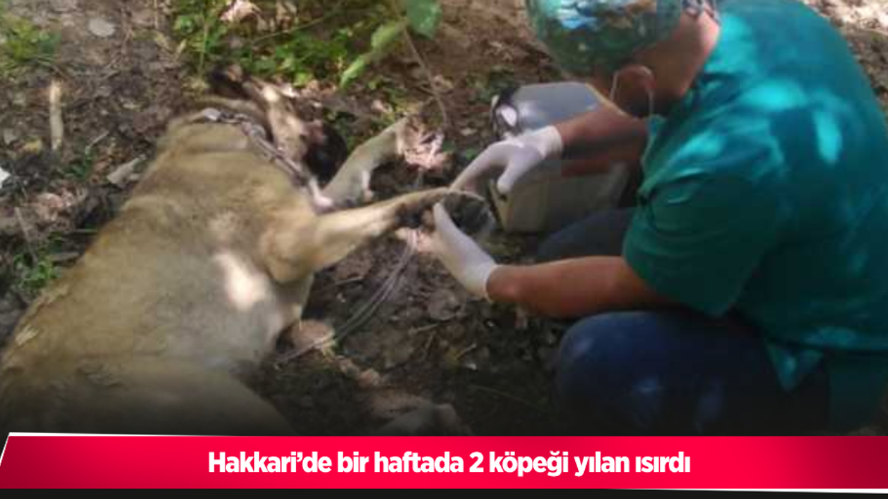 Hakkari’de bir haftada 2 köpeği yılan ısırdı