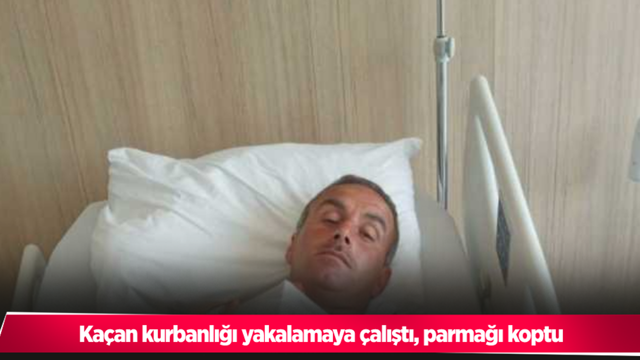 Kaçan kurbanlığı yakalamaya çalıştı, parmağı koptu