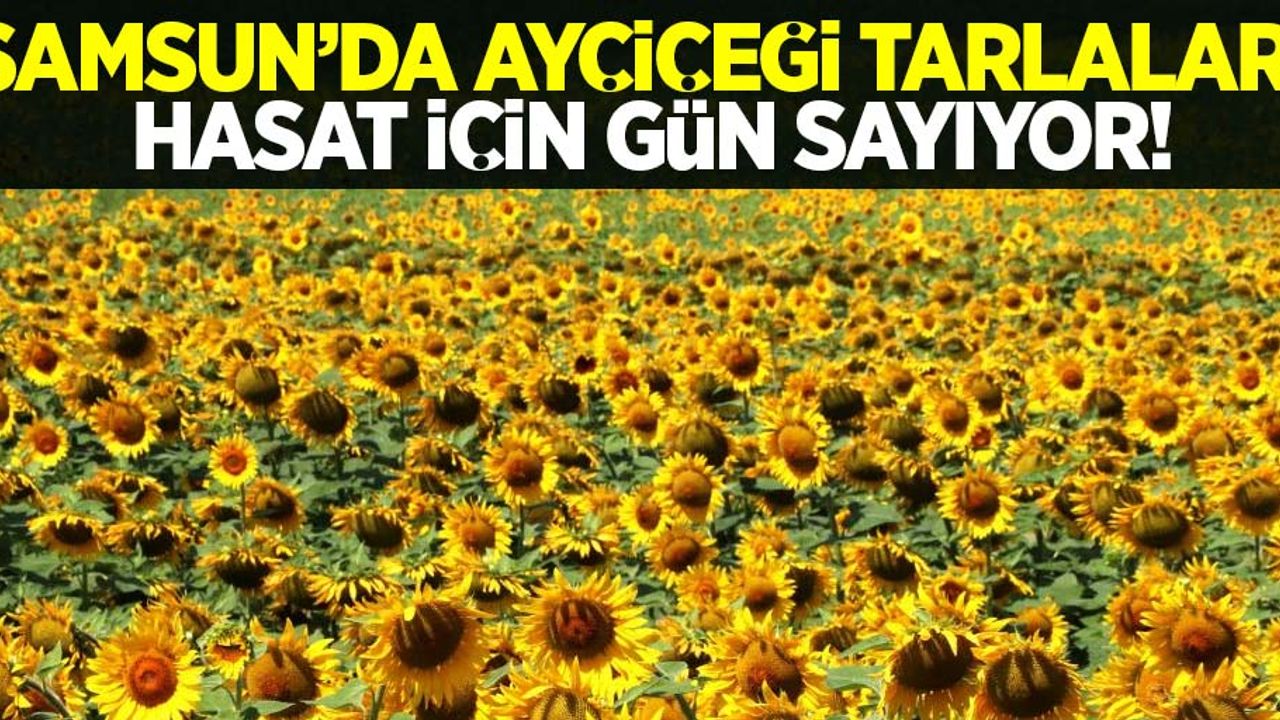 Samsun'da Ayçiçek Tarlaları Hasat İçin Gün Sayıyor!