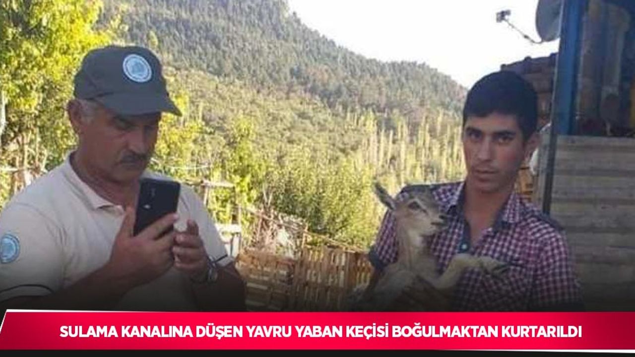 Sulama kanalına düşen yavru yaban keçisi boğulmaktan kurtarıldı