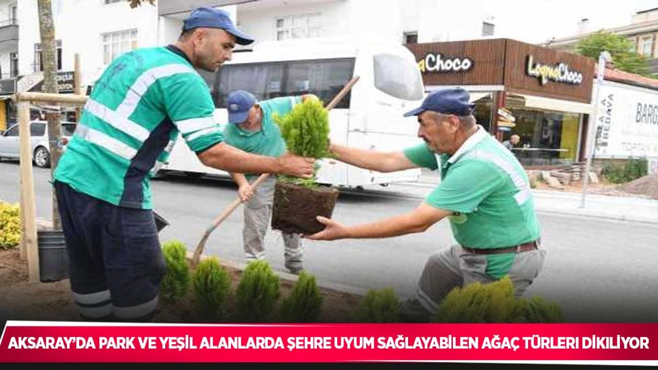 Aksaray’da park ve yeşil alanlarda şehre uyum sağlayabilen ağaç türleri dikiliyor