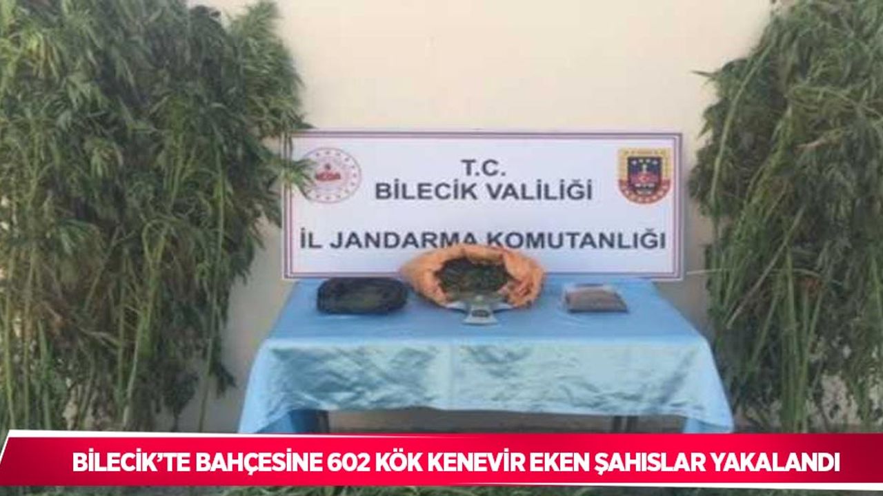 Bilecik’te bahçesine 602 kök kenevir eken şahıslar yakalandı