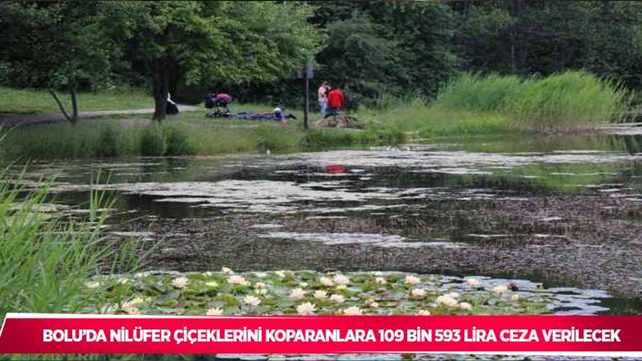 Bolu’da nilüfer çiçeklerini koparanlara 109 bin 593 lira ceza verilecek