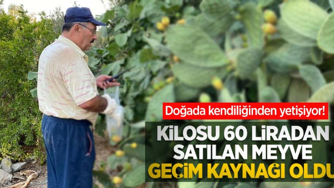 Doğada kendiliğinden yetişiyor! Kilosu 60 liradan satılan meyve geçim kaynağı oldu