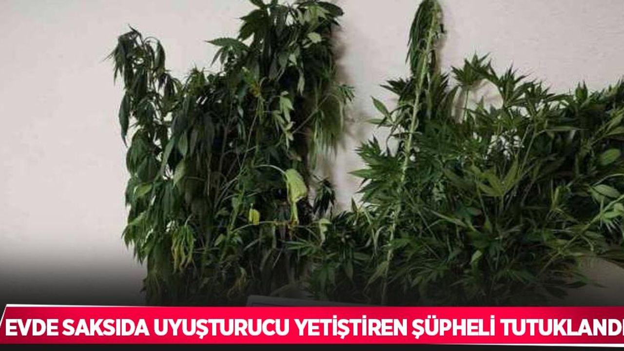 evde saksıda uyuşturucu yetiştiren şüpheli tutuklandı