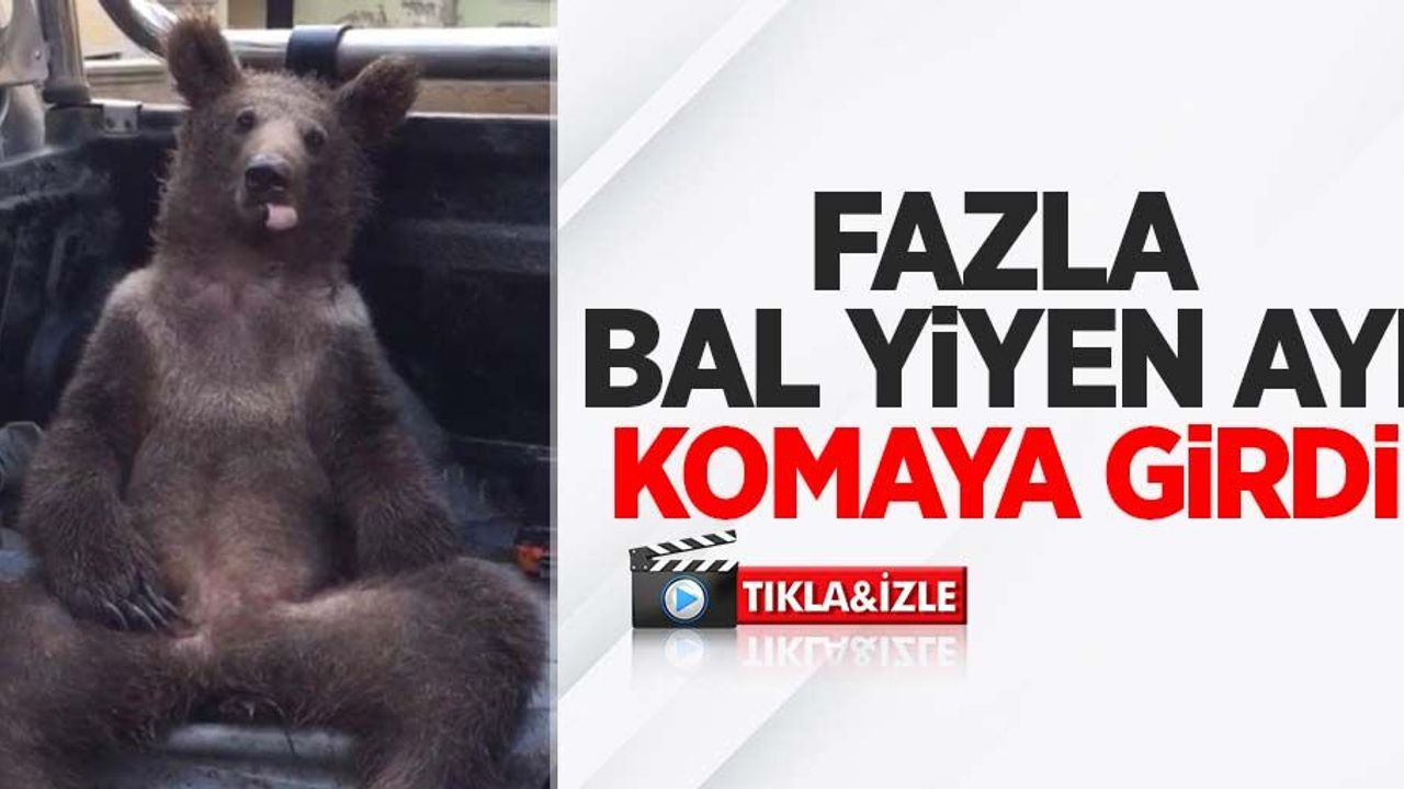 Fazla bal yiyen ayı komaya girdi