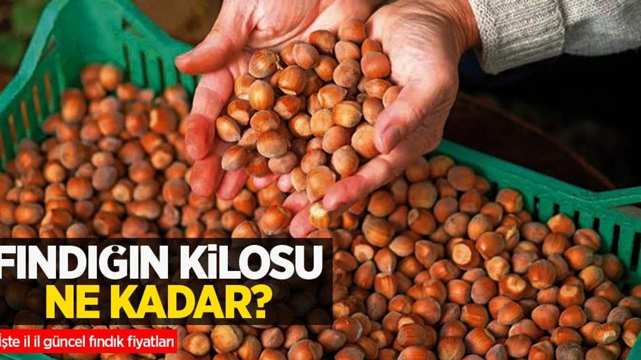 Fındığın kilosu ne kadar? 22 Ağustos Pazartesi il il güncel fındık fiyatları
