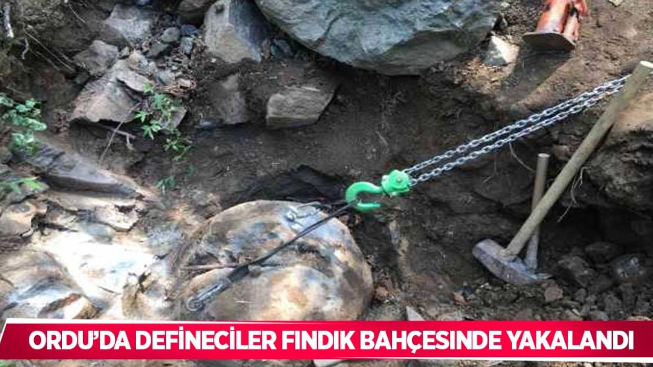 Ordu’da defineciler fındık bahçesinde yakalandı