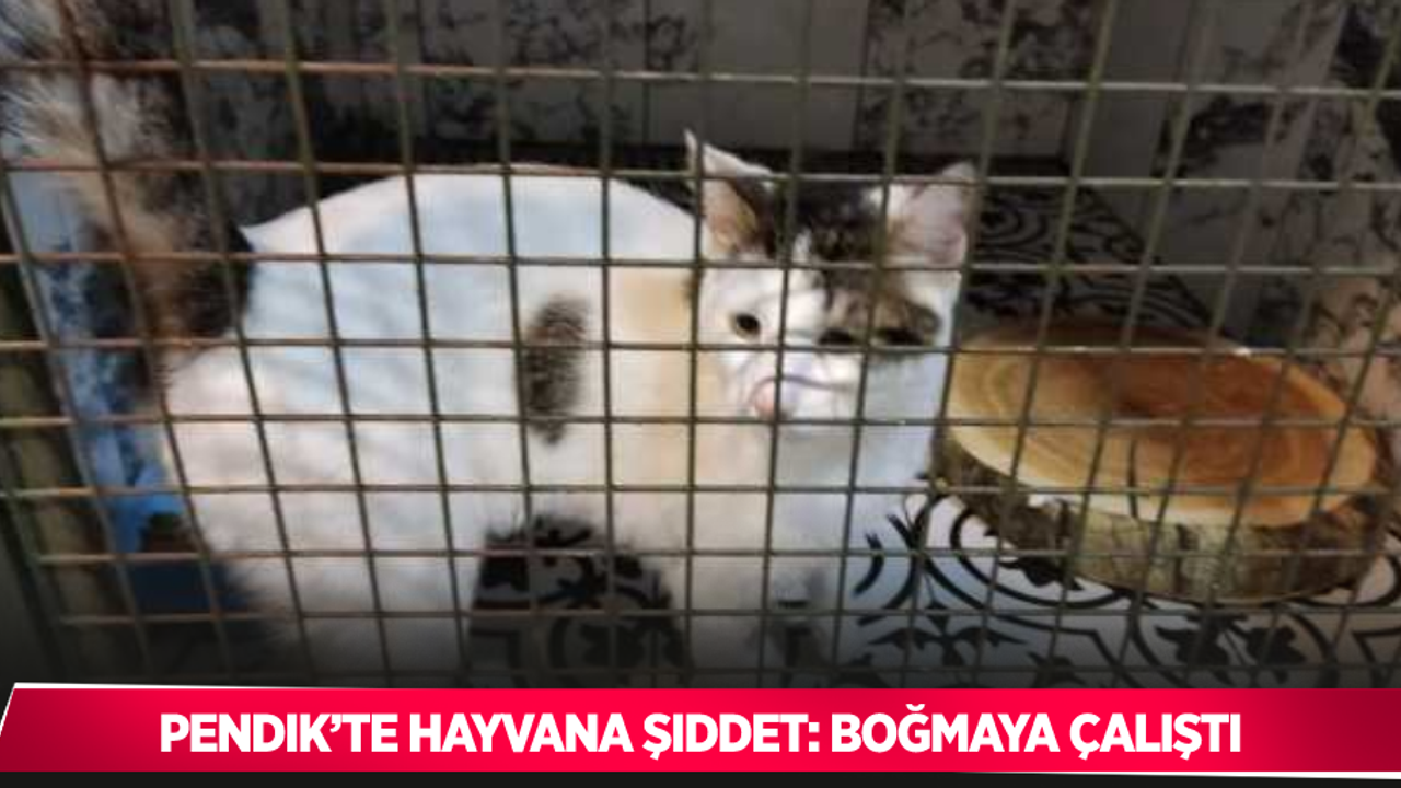 Pendik’te hayvana şiddet: Boğmaya çalıştı
