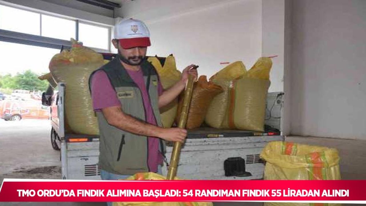 TMO Ordu’da fındık alımına başladı: 54 randıman fındık 55 liradan alındı