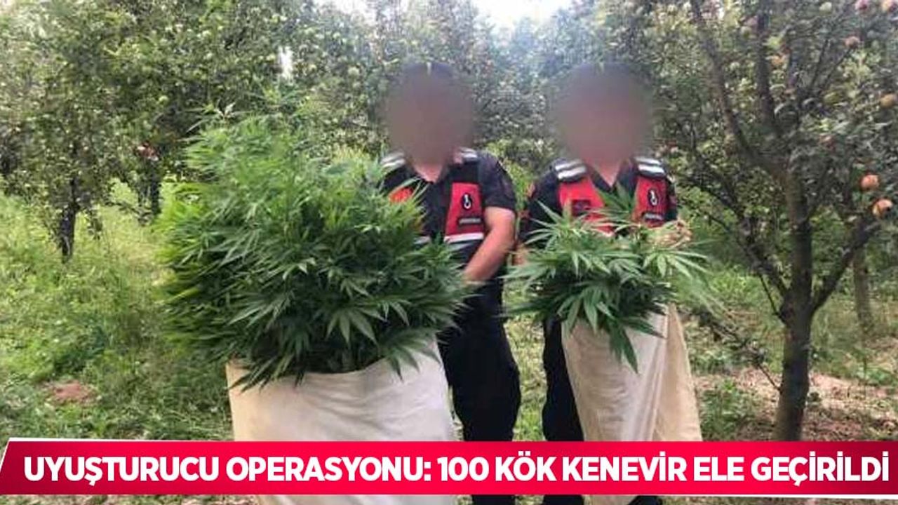 Uyuşturucu operasyonu: 100 kök kenevir ele geçirildi