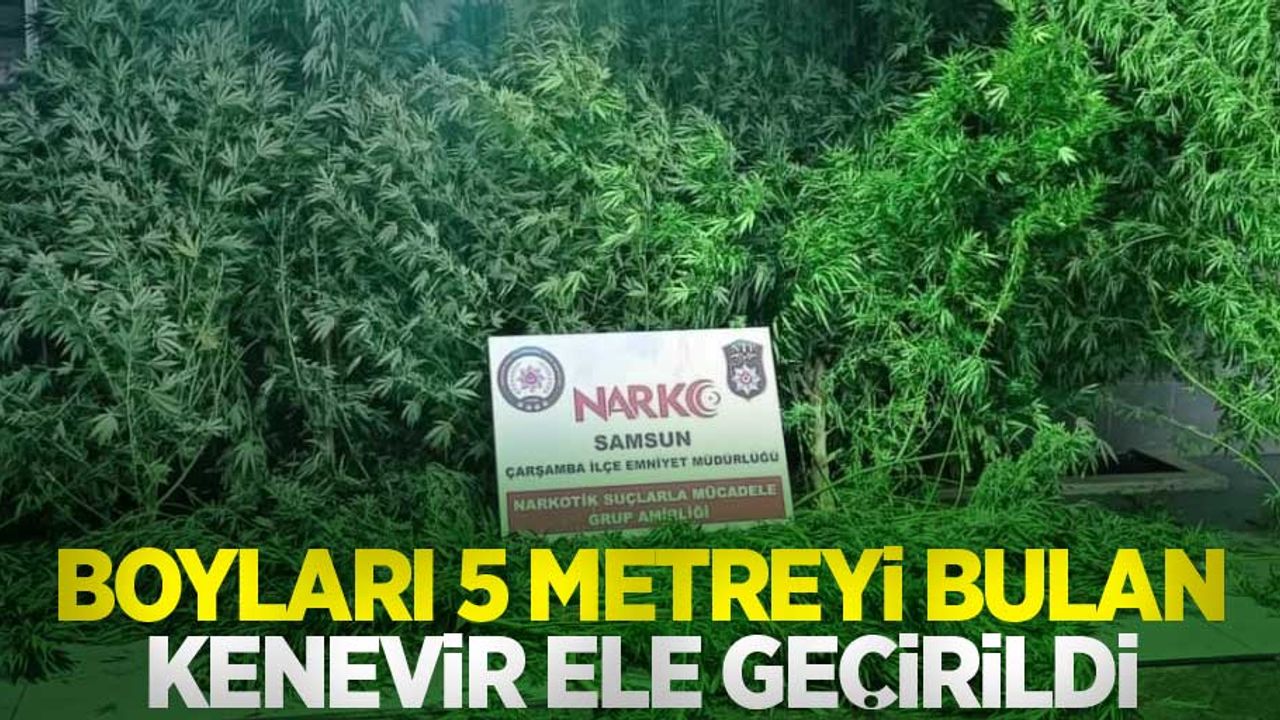 Boyları 5 metreyi bulan kenevir ele geçirildi
