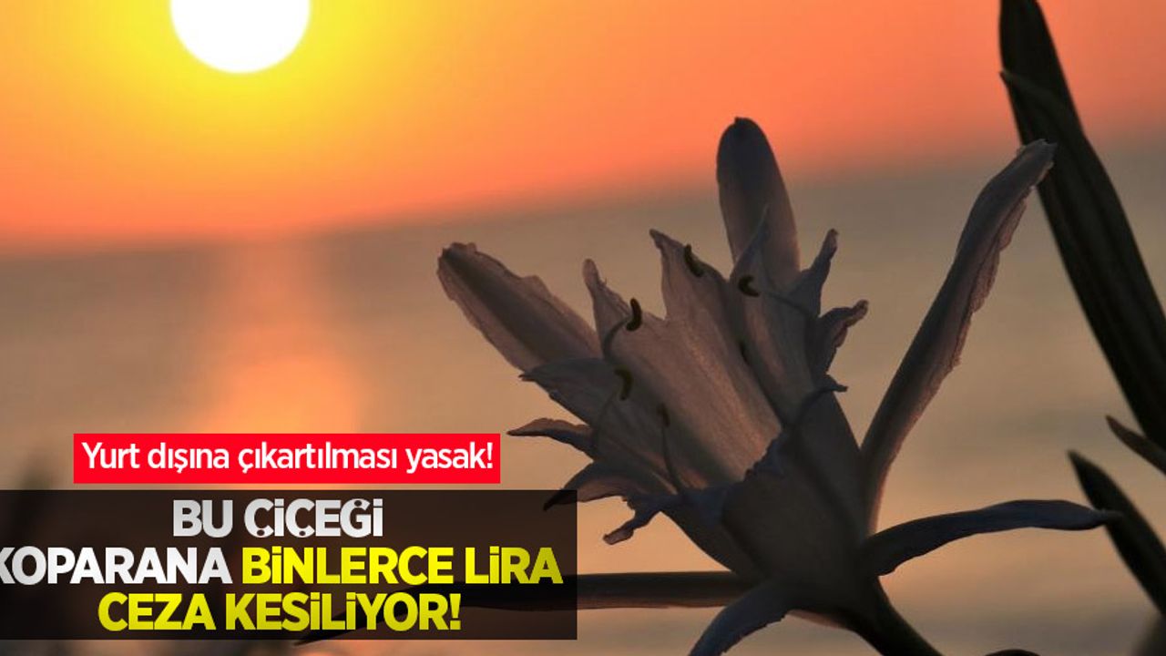 Bu çiçeği koparan binlerce lira ceza kesiliyor! Yurt dışına çıkartılması yasak!