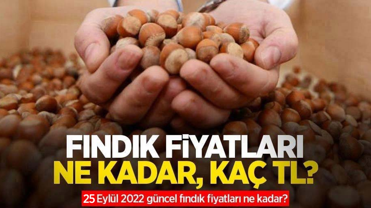 Fındık fiyatları ne kadar, kaç TL? 25 Eylül 2022 fındık fiyatları ne kadar oldu?