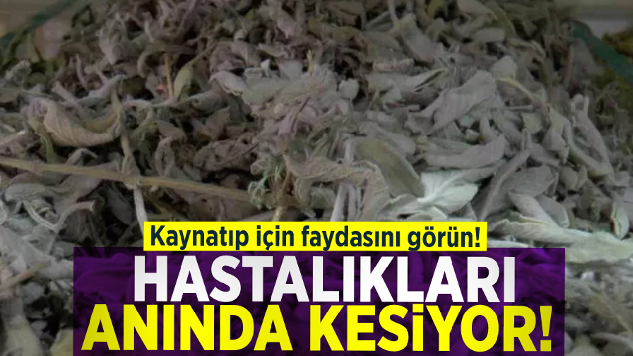 Hastalıkları Anında Kesiyor! Kaynatıp İçin Faydasını Görün!