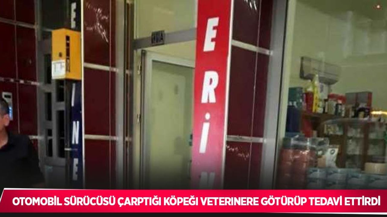 Otomobil sürücüsü çarptığı köpeği veterinere götürüp tedavi ettirdi