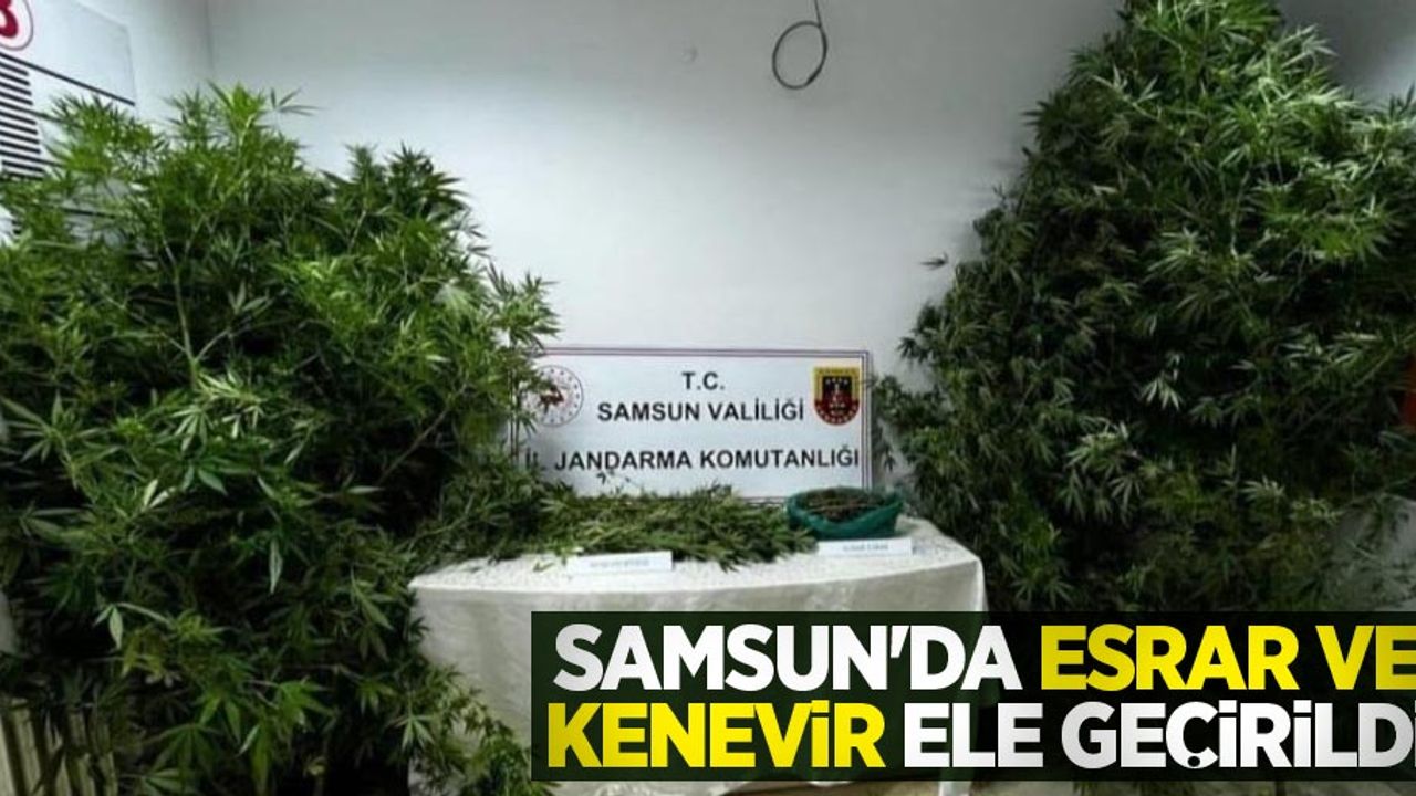 Samsun'da esrar ve kenevir ele geçirildi