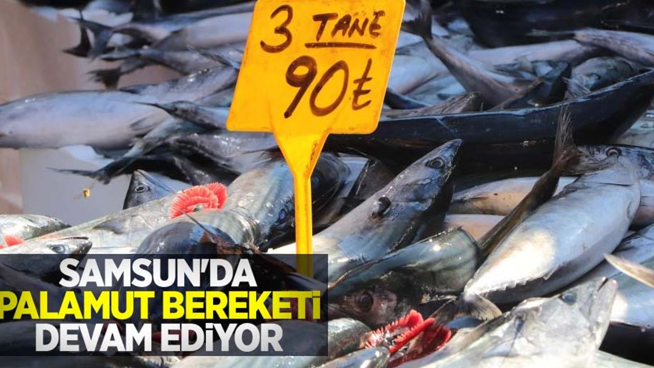 Samsun'da palamut bereketi devam ediyor