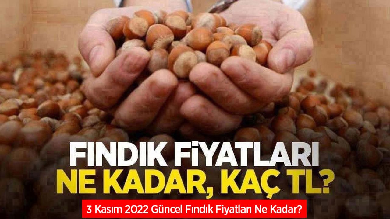 Fındık fiyatları ne kadar, kaç TL? 3 Kasım 2022 fındık fiyatları ne kadar oldu?