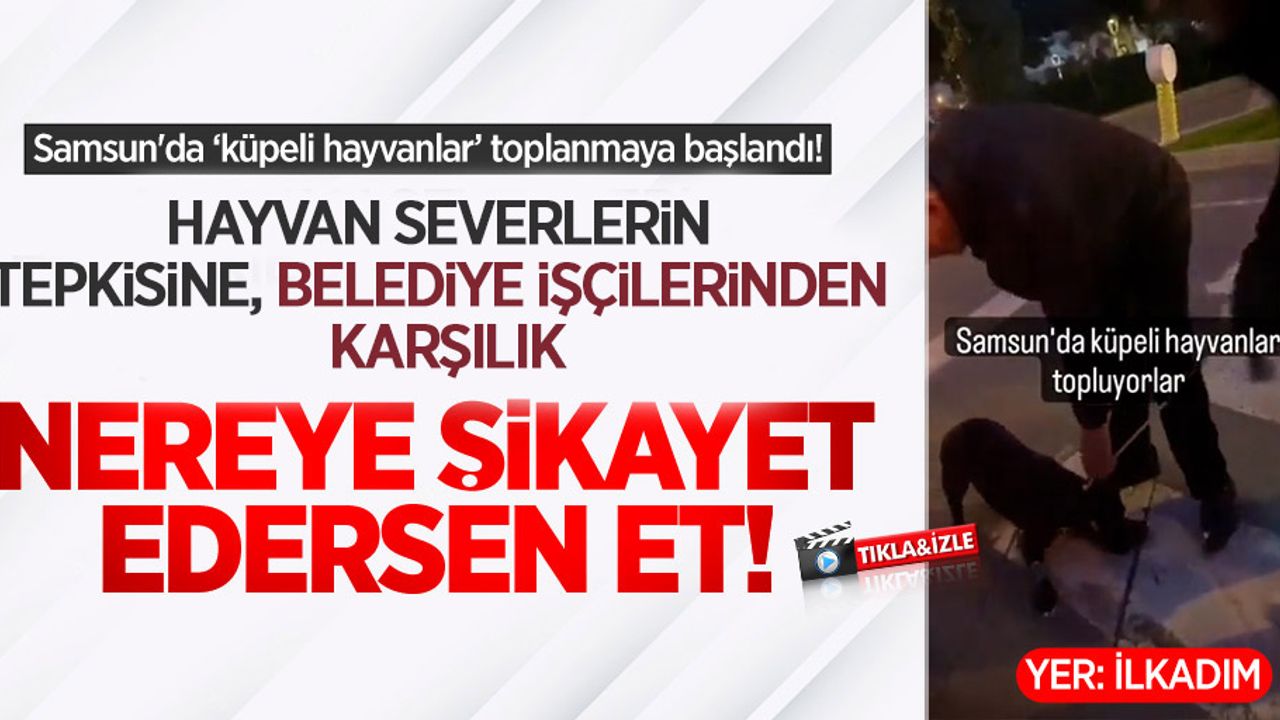 Samsun'da Küpeli Hayvanlar toplanmaya başlandı! Hayvan severlerin tepkisine karşılık belediye işçilerinden karşılık