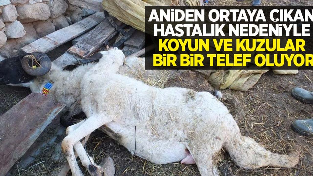 Aniden ortaya çıkan hastalık nedeniyle koyun ve kuzular bir bir telef oluyor