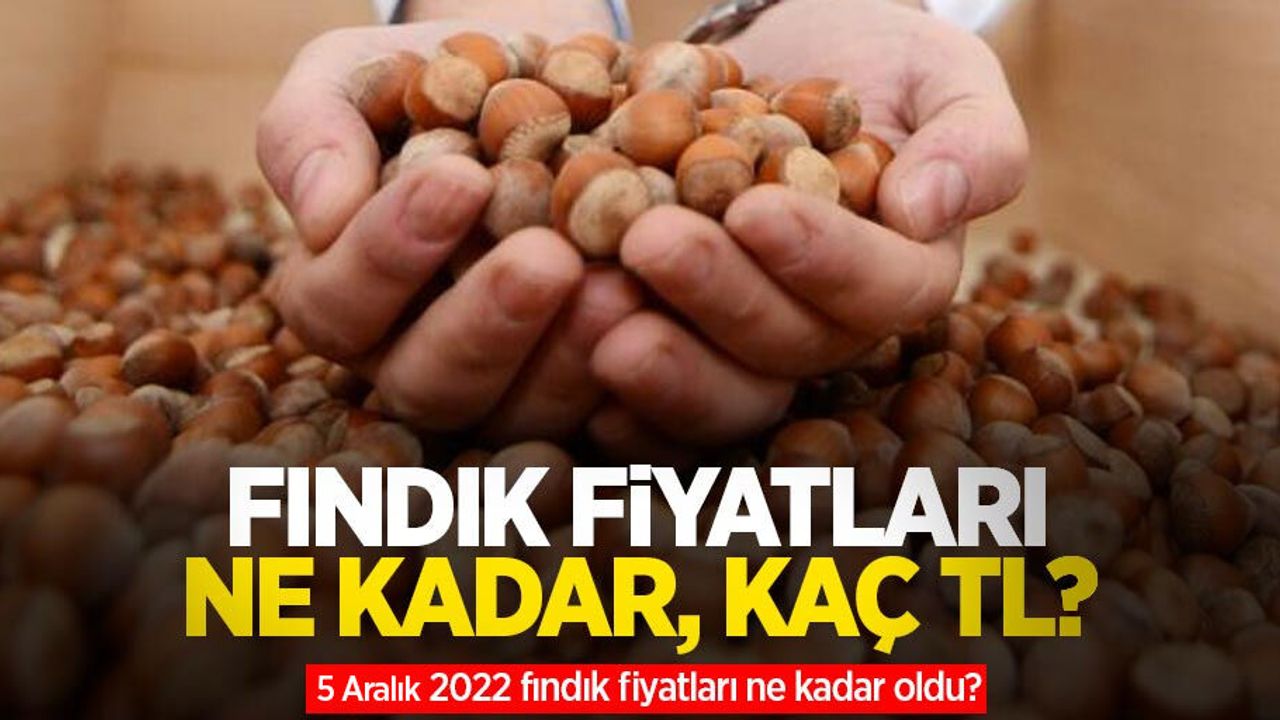 Fındık fiyatları ne kadar, kaç TL? 5 Aralık 2022 fındık fiyatları ne kadar oldu?