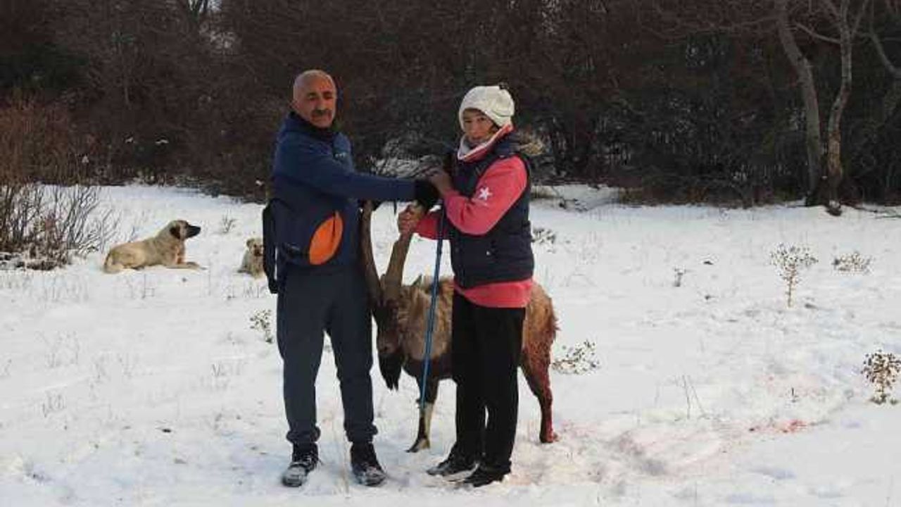 Köpeklerin saldırısına uğrayarak yaralanan dağ keçisini vatandaşlar kurtardı