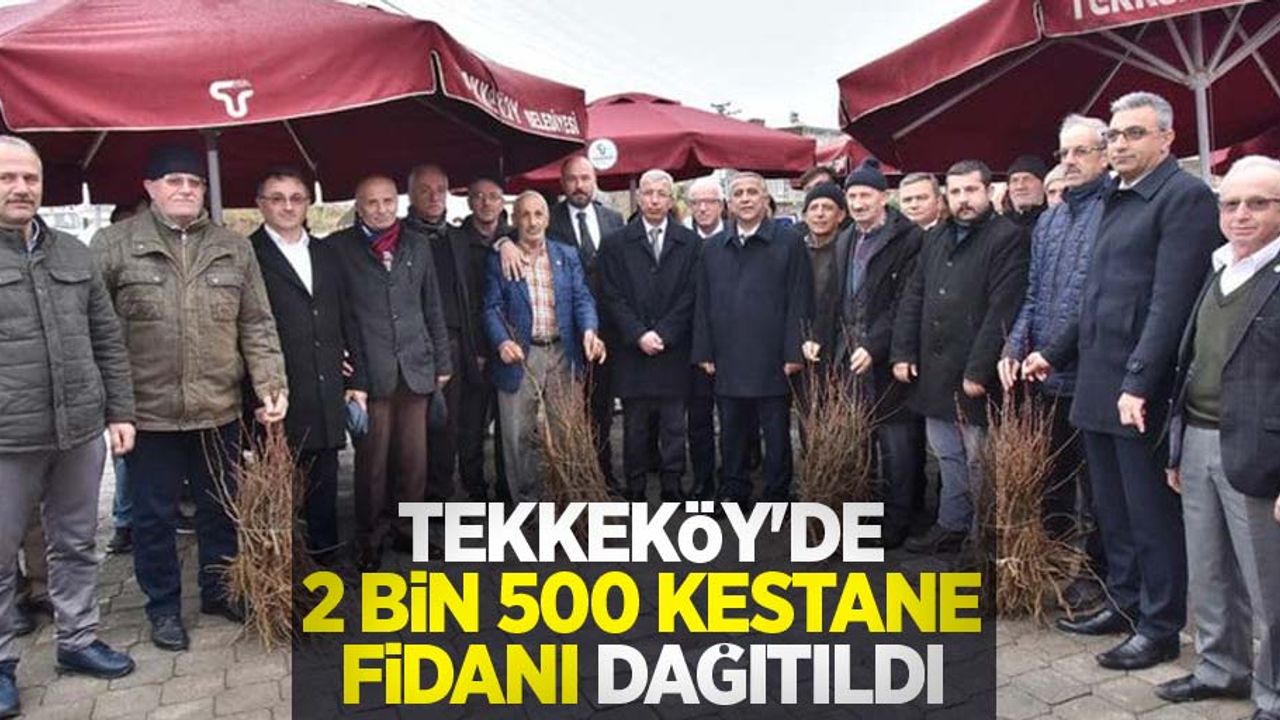 Tekkeköy'de 2 bin 500 kestane fidanı dağıtıldı