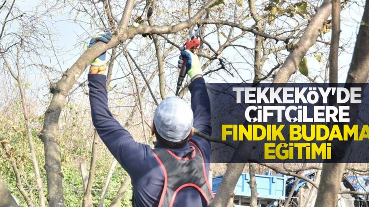 Tekkeköy'de çiftçilere fındık budama eğitimi