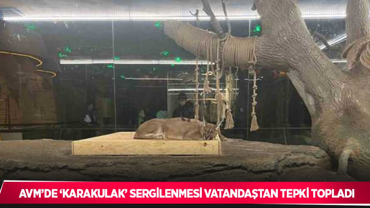 AVM’de ‘Karakulak’ sergilenmesi vatandaştan tepki topladı