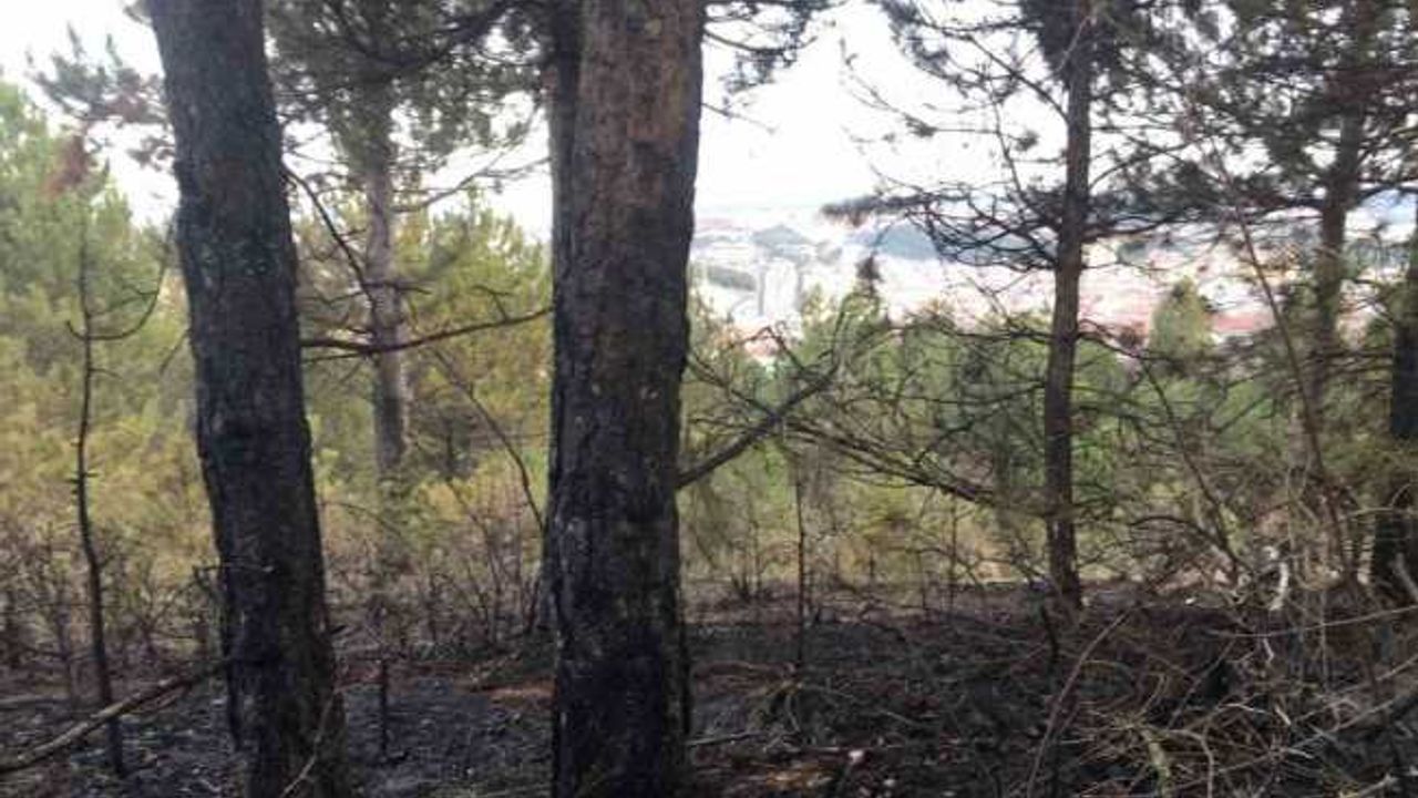 Kastamonu’da orman yangını söndürüldü, yüzlerce ağaç küle döndü
