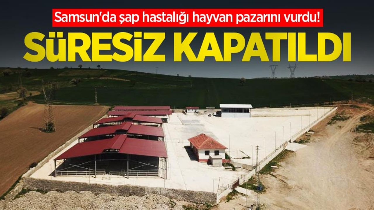 Samsun'da şap hastalığı hayvan pazarını vurdu! Süresiz kapatıldı