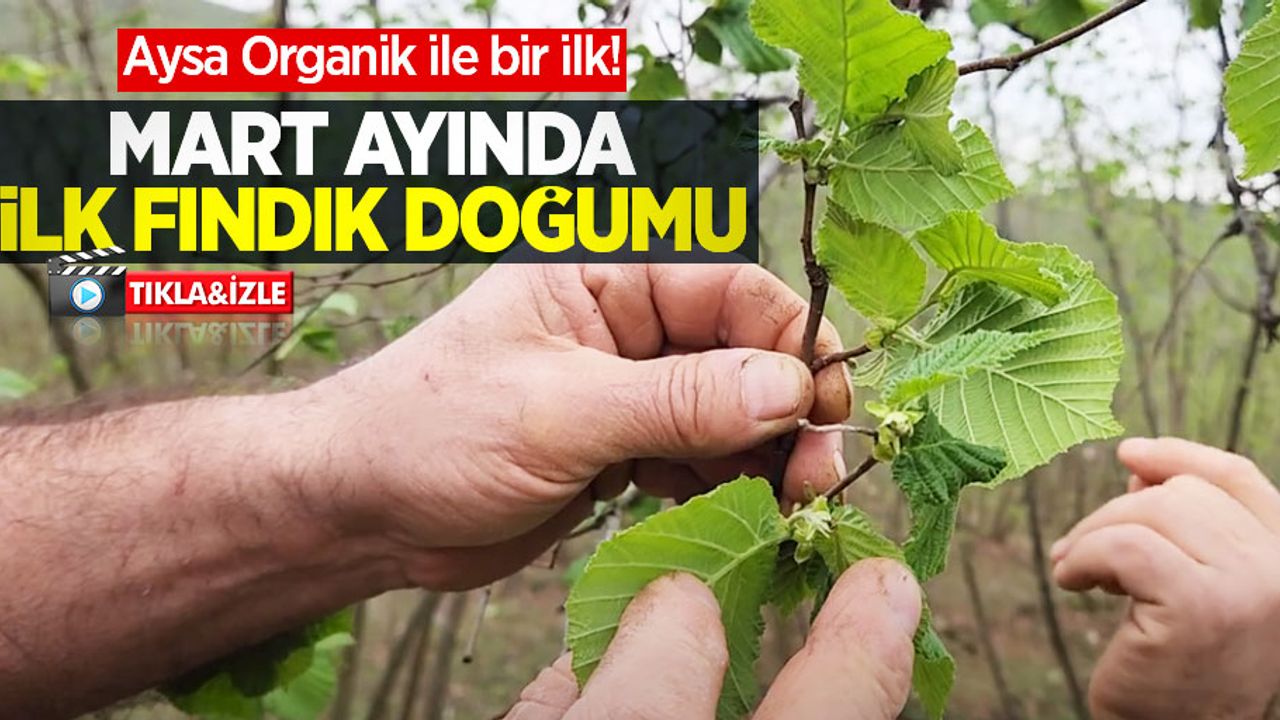 Aysa Organik ile bir ilk! Mart ayında ilk fındık doğumu